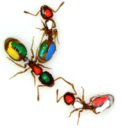 Color-tagged Ant Subjects